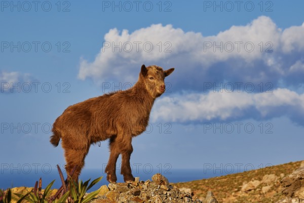 A goatling posing on a rock under a bright blue sky with clouds, sheep (e) or goat (n), ovis,