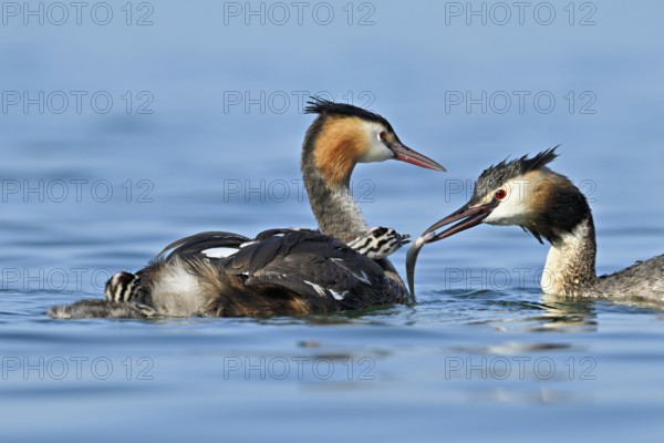 Great Crested Grebe (Podiceps Scalloped ribbonfish), pair feeding a chick with fish, swimming in