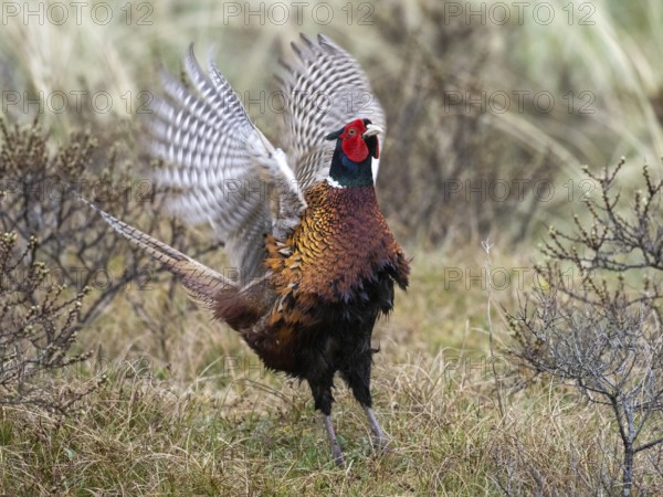 Pheasant (Phasianus colchicus) adult male or cock, flapping its wings in courtship display, island