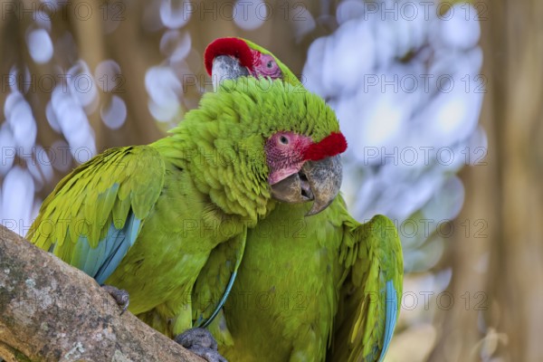 Great green macaw (Ara ambiguus) Costa Rica