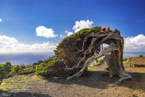 Sabina juniper tree shaped by the wind near El Sabinar, El Hierro, Canary Islands, Spain, Europe