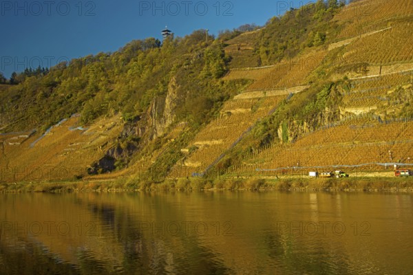 Vineyards near Puenderich, Moselle valley, Cochem-Zell district, Rhineland-Palatinate, Germany,