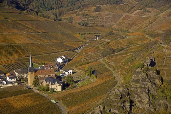 Vineyards in autumn, Mayschoß, Ahr valley, red wine of the Pinot Noir and Portugieser grape is