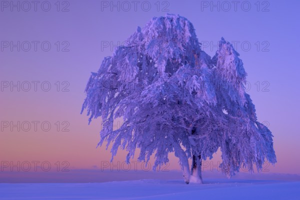 A lone tree, beech tree in the snow at sunrise with purple sky in a winter landscape, Schauinsland,