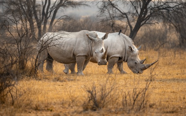 Southern white rhinoceros (Ceratotherium simum simum), two rhinos in the evening light, Khama Rhino
