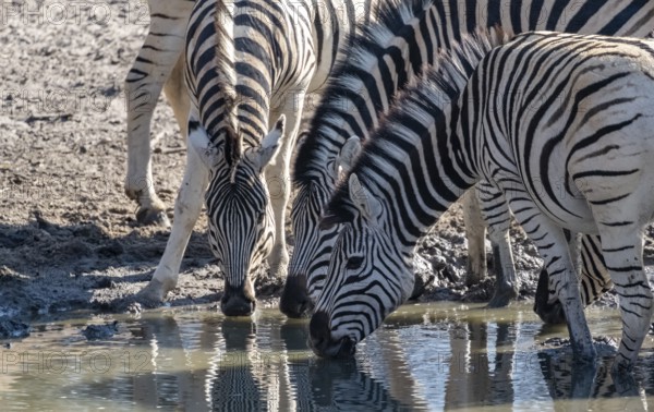 Plains zebra (Equus quagga), zebras drinking at the waterhole, Khama Rhino Sanctuary, Serowe,