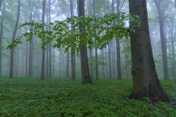 Forest floor with trees in the misty background, Hainich National Park, Thuringia, Germany, Europe
