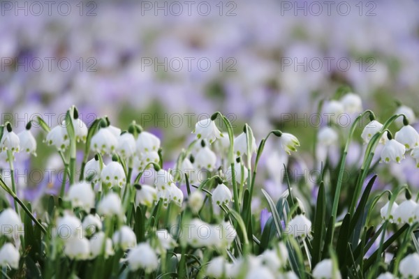 Beautiful spring snowflake (Leucojum vernum), early March, Germany, Europe