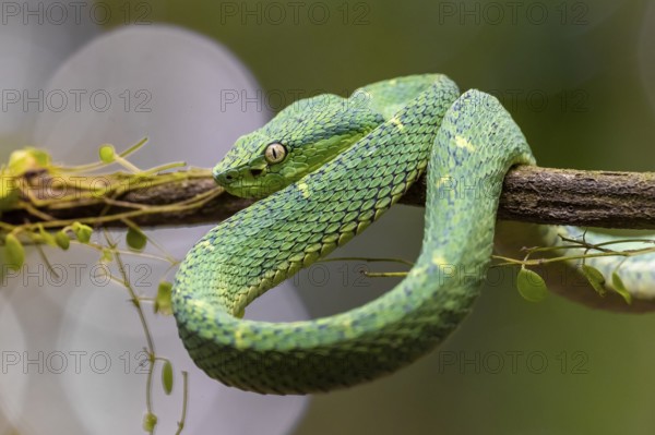 Bothriechis lateralis (Bothriechis lateralis), sitting on a branch, Heredia province, Costa Rica,