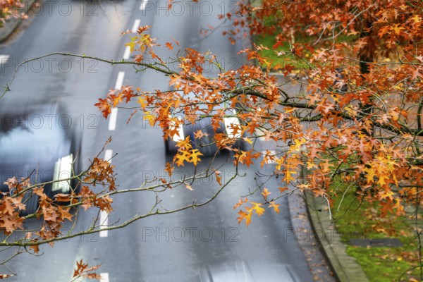 Autumn, road traffic, inner-city, trees in autumnal colours line a 4-lane road, symbolic image,