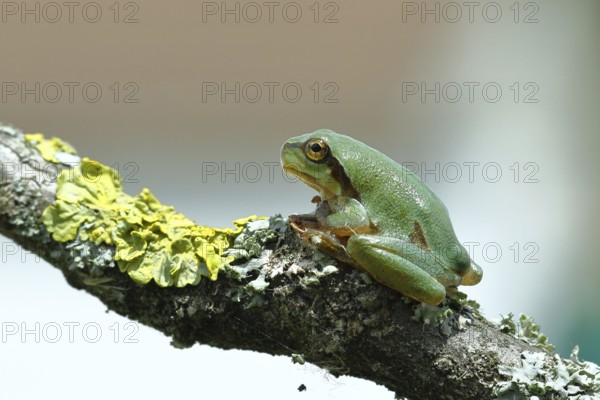 European tree frog (Hyla arborea) sitting on a lichen-covered branch in its natural environment,
