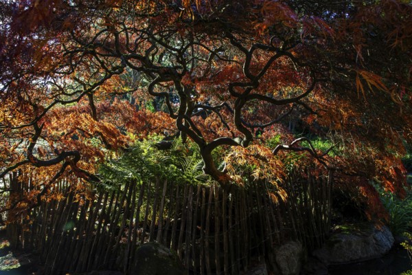 Fan maple (Acer palmatum), picket fence, autumn colours, backlight, Japanese Garden, Zoological