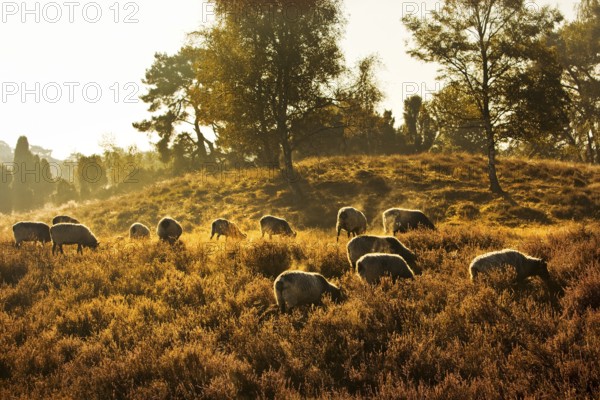 Sheep in the Westruper Heide in autumn, Haltern am See, Ruhr area, North Rhine-Westphalia, Germany,