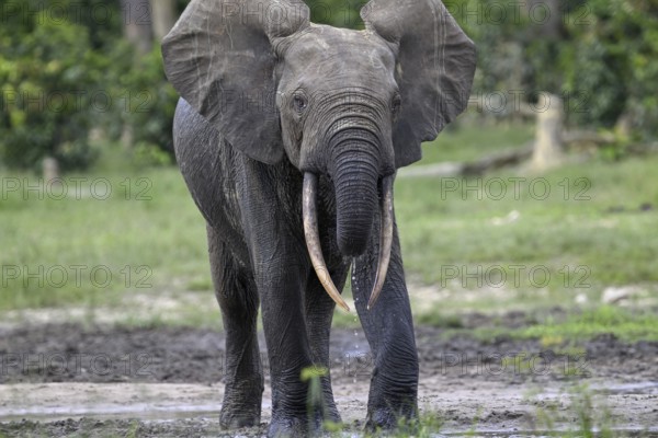 Forest elephant (Loxodonta cyclotis) in the Dzanga Bai forest clearing, Dzanga-Ndoki National Park,