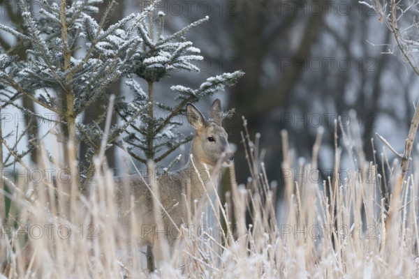 Roe deer between fir trees with hoar frost at minus 15 °C. Feeding on the needles