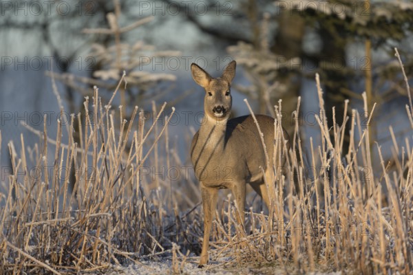 Roe deer standing in hoar frosted dead stinging nettle at minus 15 °C at sunrise. Trees and dead
