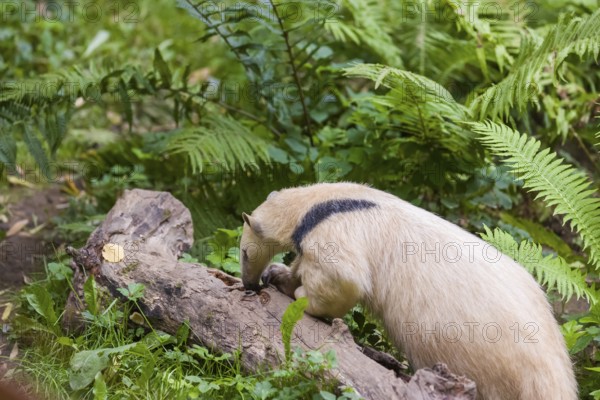 One southern tamandua (Tamandua tetradactyla), searching for ants in a dead branch in a forest