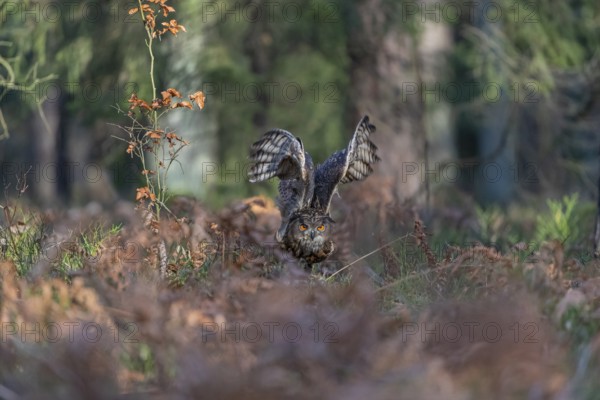 One Eurasian Eagle Owl, Bubo bubo, flying thru a forest with ferns on the ground