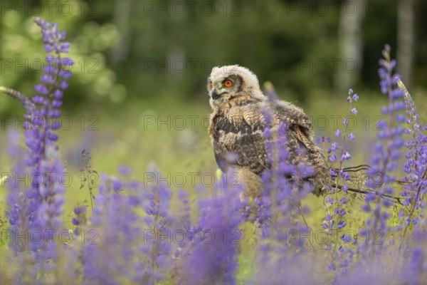 One young Eurasian Eagle Owl, Bubo bubo, sitting on a twig between lupines growing on a meadow