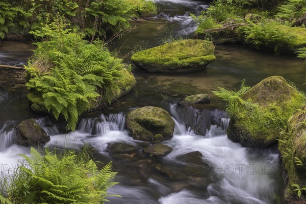 Flowing, silky water with ferns and rocks in the Edmunds Gorge, river Kamnitz, Hrensko, Ustecky