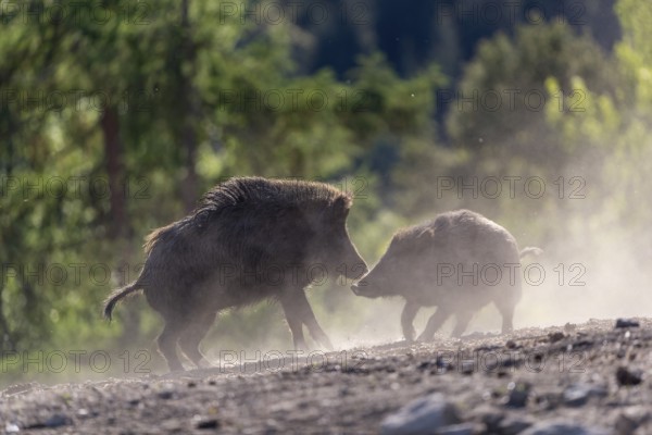 Two wild boar or wild pig (Sus scrofa) fighting on an opening with a green forest in the background
