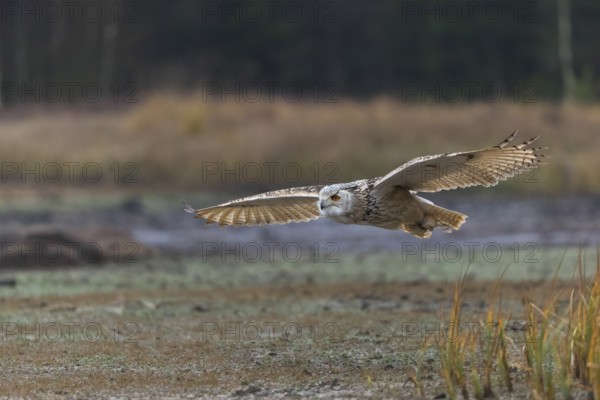 One Siberian Eagle Owl (Bubo bubo sibiricus) flying over tall reed grass lakeshore on an autumnal