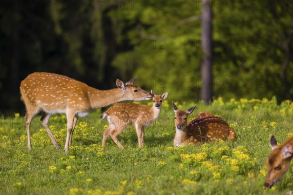 One female Manchurian sika deer or Dybowski's sika deer (Cervus nippon mantchuricus or Cervus