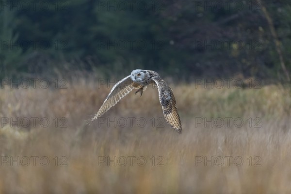 One Siberian Eagle Owl (Bubo bubo sibiricus) flying over tall reed grass lakeshore on an autumnal
