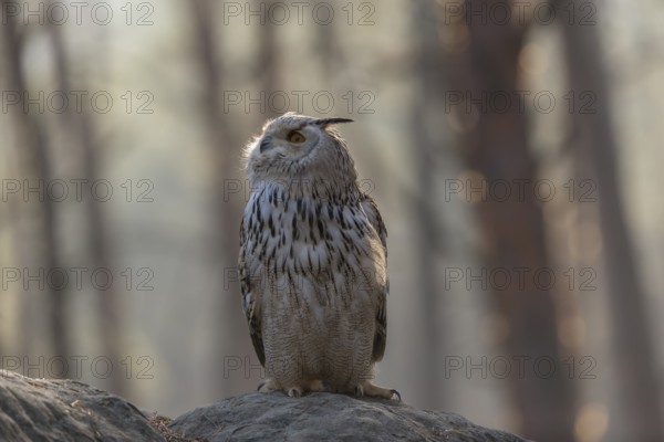 One Siberian Eagle Owl (Bubo bubo sibiricus) sitting on a rock in a forest