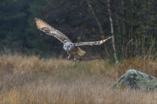 One Siberian Eagle Owl (Bubo bubo sibiricus) flying over tall reed grass lakeshore on an autumnal