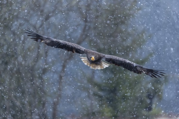 One young Steller's sea eagle (Haliaeetus pelagicus) flying over a lake while snow is falling. A