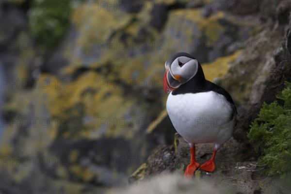 Atlantic Puffin, Common Puffin. Fratercula arctica, at the cliffs of Latrabjarg, Iceland, Europe
