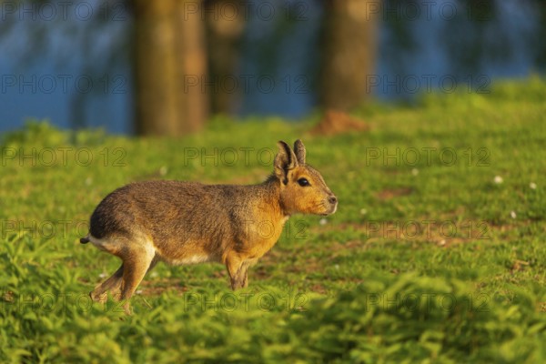 One Patagonian mara (Dolichotis patagonum) stands on a meadow in early morning light