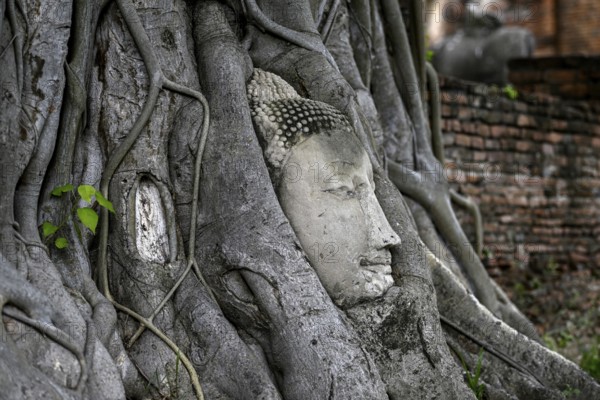 Sandstone Buddha head at the foot of a Bodhi tree in Wat Mahathat, Temple of the Great and Holy
