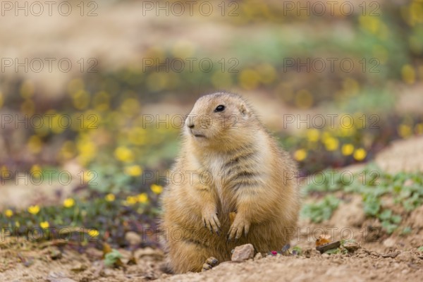 A black-tailed prairie dog (Cynomys ludovicianus) sits on sandy ground, observing the surrounding.