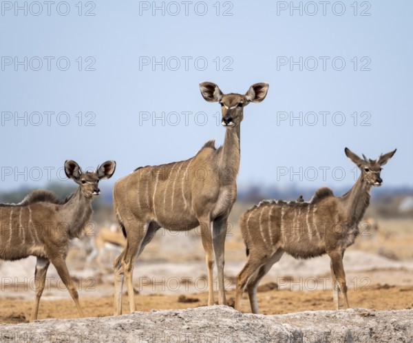 Greater kudu (Tragelaphus strepsiceros), adult female and two juvenile males, Nxai Pan National