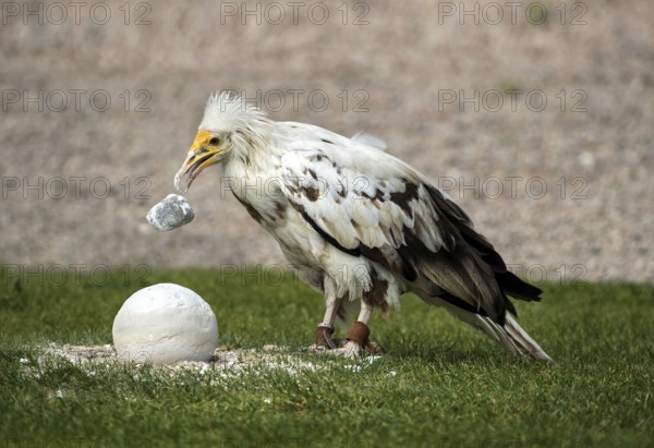 Egyptian Vulture (Neophron percnopterus) drops a stone onto the hard shell of an ostrich egg, La