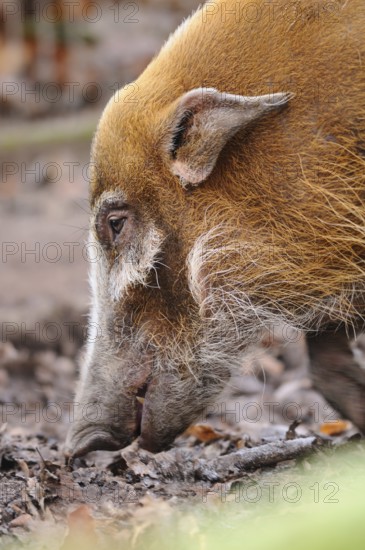 A pig in profile on the forest floor, surrounded by autumn leaves, brush-eared pig (Potamochoerus