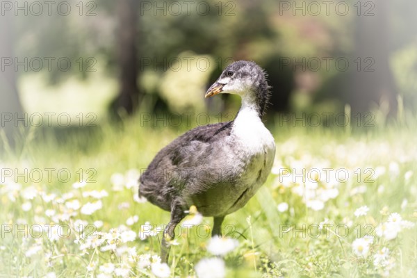 Eurasian Coot chicks (Fulica atra) standing in a meadow, profile view, looking to the left,