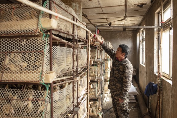 Worker with ducklings in rearing station, Jiang Su Salted Duck Farming Co. Ltd, Xiang Shui County,