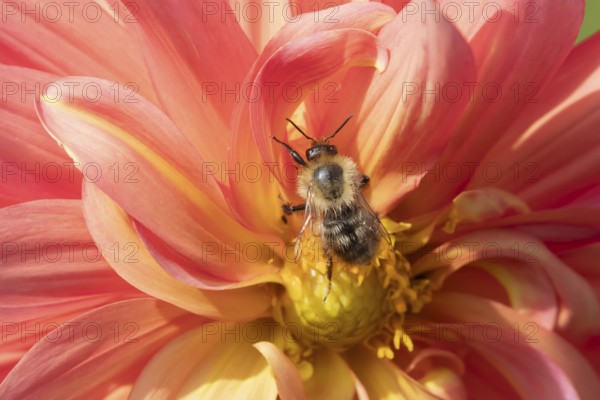 Common carder bee (Bombus pascuorum) adult insect feeding on a Dahlia flower in an urban garden in