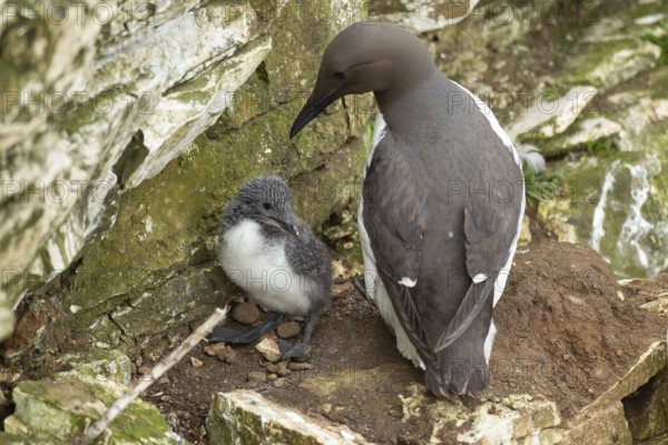 Guillemot or Common murre (Uria aalge) adult sea bird and juvenile baby chick on a coastal cliff,