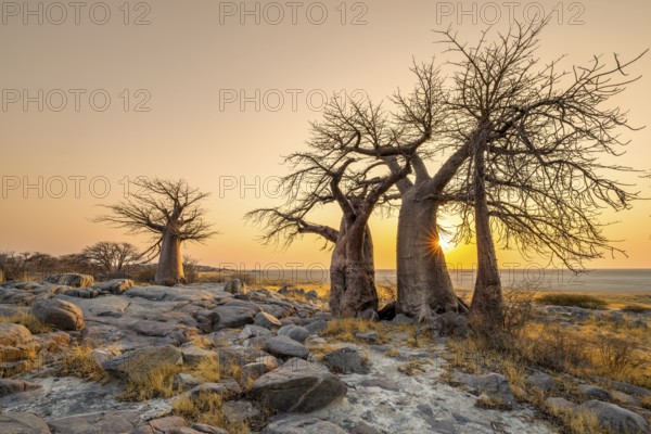 African baobab (Adansonia digitata), several trees at sunrise, sun star, Kubu Island (Lekubu), Sowa