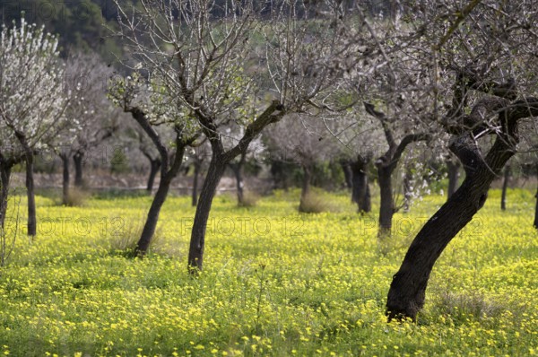 Almond blossom, almond trees, plantation, Bermuda buttercup (Oxalis pes-caprae), also known as low