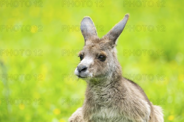 Eastern grey kangaroo (Macropus giganteus) on a meadow, Bavaria, Germany, Europe