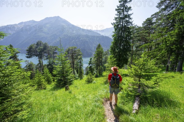 Mountaineers descending through green coniferous forest, view of Lake Achensee with Seekarspitze