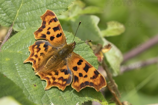 Comma butterfly (Polygonia c-album) adult insect resting on a Bramble plant leaf in the summer,
