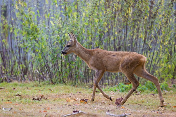 A female roe deer (Capreolus capreolus), runs through a nettle thicket