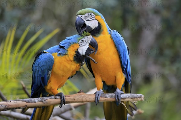 Yellow-breasted Macaw (Ara ararauna), adult, perch, pair, social behaviour, plumage care, South