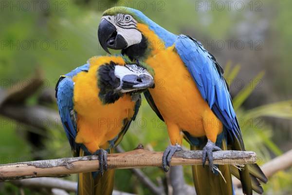Yellow-breasted Macaw (Ara ararauna), adult, perch, pair, social behaviour, plumage care, South